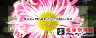 盆栽菊花的养殖方法和注意事项有哪些