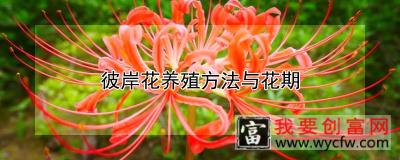 彼岸花养殖方法与花期