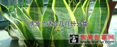 虎皮兰适合几月份分盆