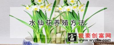 水仙花养殖方法