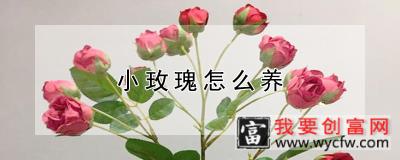 小玫瑰怎么养