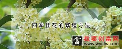 四季桂花的繁殖方法