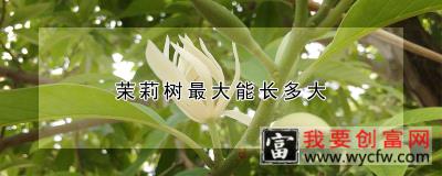 茉莉树最大能长多大