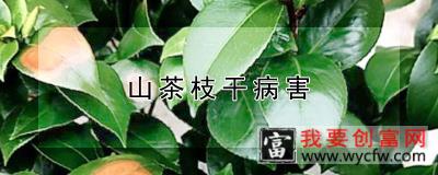 山茶枝干病害