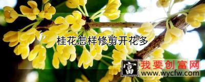 桂花怎样修剪开花多