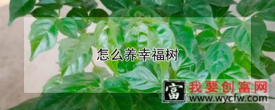 怎么养幸福树