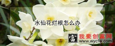 水仙花烂根怎么办