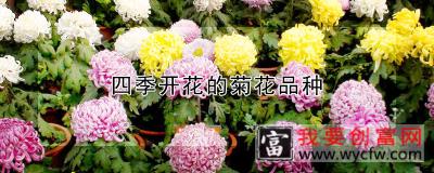 四季开花的菊花品种