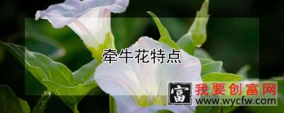 牵牛花特点