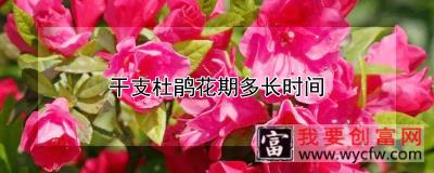 干支杜鹃花期多长时间