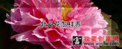 牡丹花怎样养