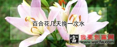 百合花几天换一次水