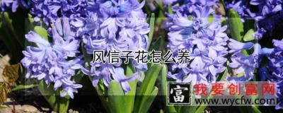 风信子花怎么养