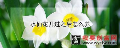 水仙花开过之后怎么养