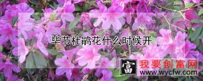 毕节杜鹃花什么时候开