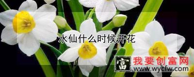 水仙什么时候开花