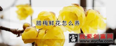 腊梅鲜花怎么养