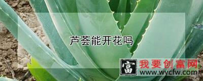 芦荟能开花吗