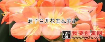 君子兰开花怎么养护