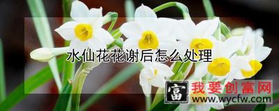 水仙花花谢后怎么处理