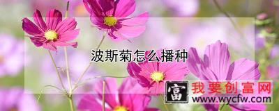 波斯菊怎么播种