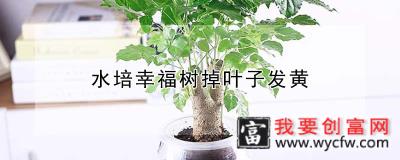 水培幸福树掉叶子发黄