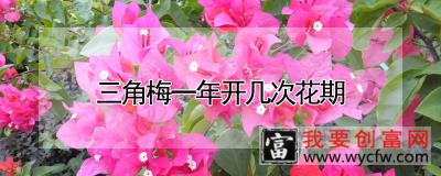 三角梅一年开几次花期