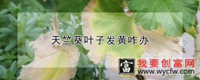 天竺葵叶子发黄咋办