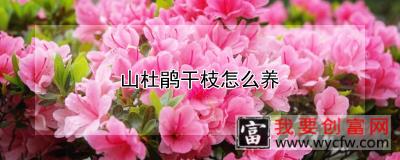 山杜鹃干枝怎么养