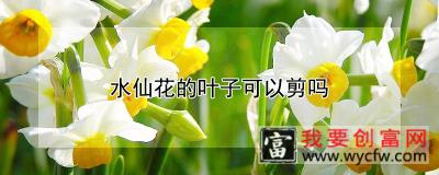 水仙花的叶子可以剪吗