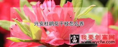 兴安杜鹃花干枝怎么养