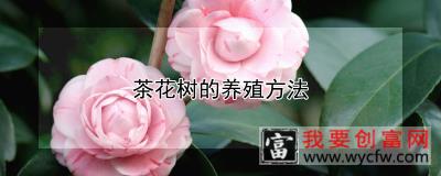 茶花树的养殖方法