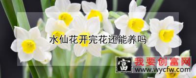 水仙花开完花还能养吗