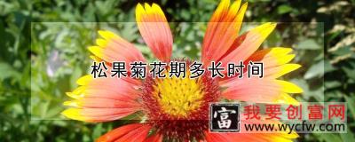 松果菊花期多长时间