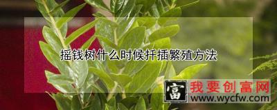 摇钱树什么时候扦插繁殖方法