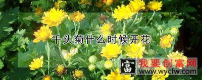 千头菊什么时候开花