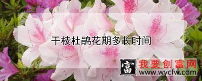 干枝杜鹃花期多长时间