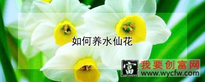 如何养水仙花