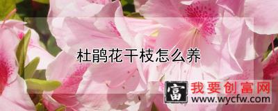 杜鹃花干枝怎么养