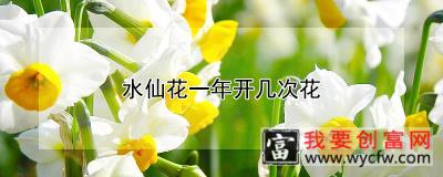 水仙花一年开几次花