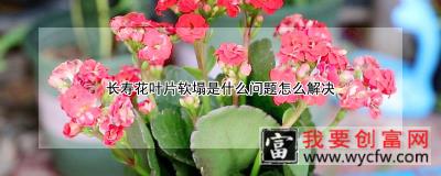 长寿花叶片软塌是什么问题怎么解决