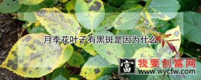 月季花叶子有黑斑是因为什么