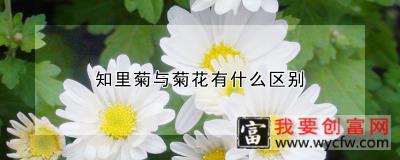 知里菊与菊花有什么区别