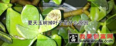 夏天玉树掉叶子是什么原因