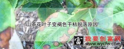 山茶花叶子变褐色干枯脱落原因