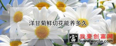 洋甘菊鲜切花能养多久