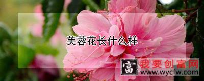 芙蓉花长什么样