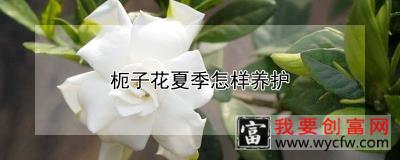 枙子花夏季怎样养护