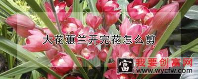 大花蕙兰开完花怎么剪