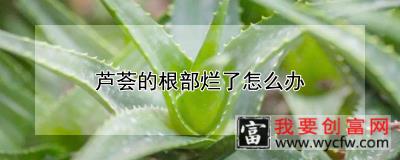 芦荟的根部烂了怎么办